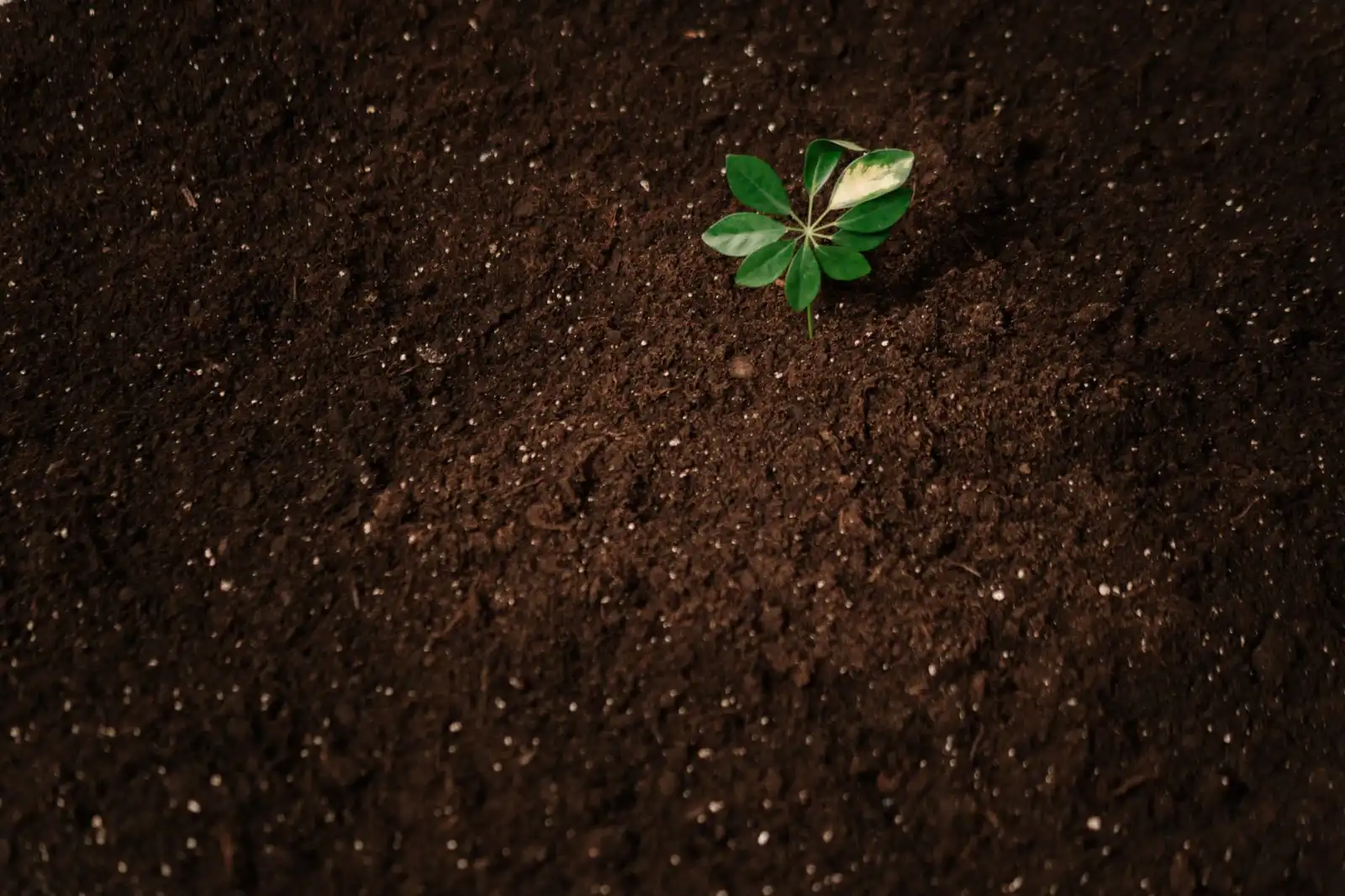 沈阳康养产业最新政策解读：健康管理服务标准化趋势分析